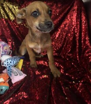 Terrier and Mixed Breed Dogs Available for Adoption - Scrabo | PetCurious