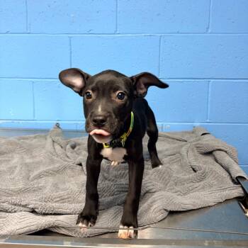 Emma -  Pit Bull Terrier Dog for Adoption in Belleville, Illinois - Emma | PetCurious