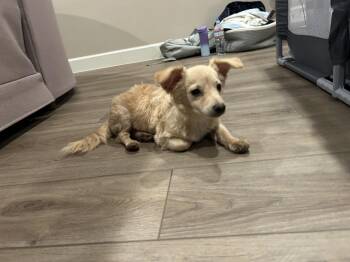 Rescue Chihuahua Dogs for Adoption in Tustin, California - He Looking For His Forever Home Currently | PetCurious