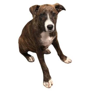 Cecelia -  Labrador Retriever Dog for Adoption in Red Bluff, California - Cecelia | PetCurious