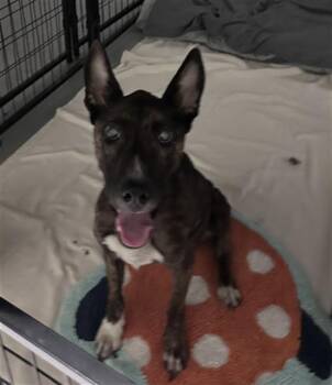 Rescue Shepherd and Pit Bull Terrier Dogs for Adoption in Thousand Oaks, California - Willow -- URGENT! | PetCurious