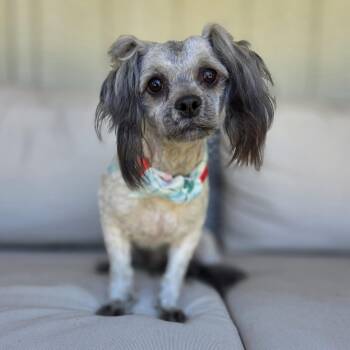 Maltipoo Dogs Available for Adoption in Clovis, California - Maupé | PetCurious
