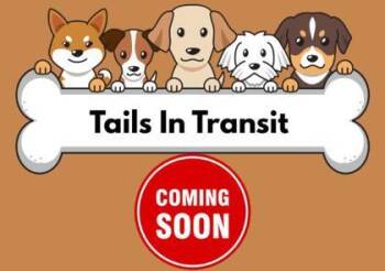 Rescue Basenji and Mixed Breed Dogs for Adoption in Carrollton, Texas - Scooter | PetCurious