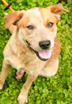 Nugget -  Australian Cattle Dog Blue Heeler Dog for Adoption in Ona, West Virginia - Nugget | PetCurious