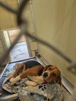 Beagle and Mixed Breed Dogs Available for Adoption in Ellijay, Georgia - Ellie Mae | PetCurious
