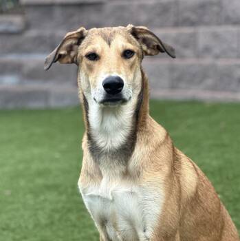 German Shepherd Dog and Border Collie Dogs Available for Adoption in Mead, Colorado - Maislie | PetCurious