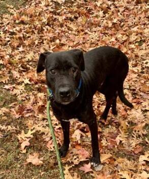 Mixed Breed Dogs Available for Adoption in Chamblee, Georgia - Trillow - IN FOSTER | PetCurious