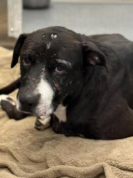 MAX -  Mixed Breed Dog for Adoption in Dallas, Texas - MAX | PetCurious