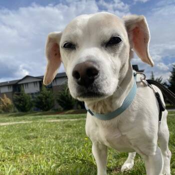 Beagle and Dachshund Dogs Available for Adoption in Lynchburg, Virginia - Jasper | PetCurious