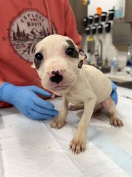 Labrador Retriever Dogs Available for Adoption in Baytown, Texas - FIB | PetCurious