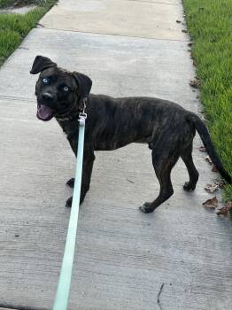 Rescue Mixed Breed Dogs for Adoption in Arlington, Tennessee - Chip | PetCurious