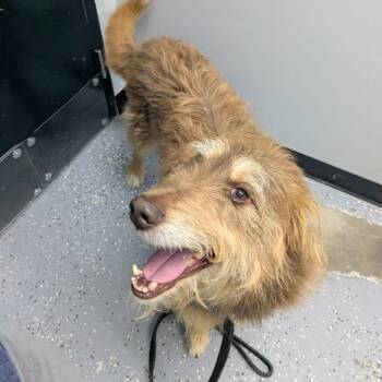 Rocky -  Mixed Breed Dog for Adoption in Walker, Michigan - Rocky | PetCurious