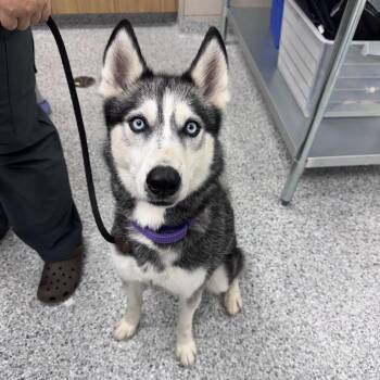 Ellie -  Husky Dog for Adoption in Chicago, Illinois - Ellie | PetCurious