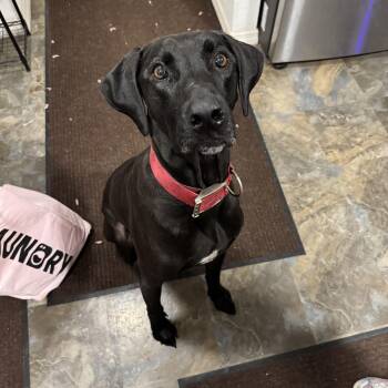 Rhodesian Ridgeback and Black Labrador Retriever Dogs Available for Adoption in Fort Pierce, Florida - Hexxus | PetCurious