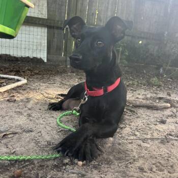 Twizzler -  Terrier Dog for Adoption in Klein, Texas - Twizzler | PetCurious