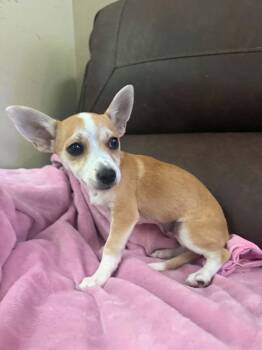 Lola -  Chihuahua Dog for Adoption in Deltona, Florida - Lola | PetCurious