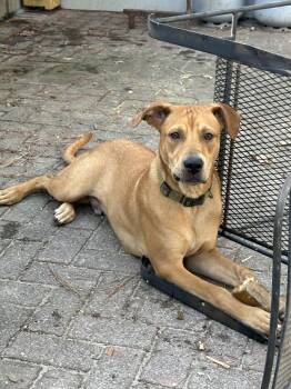 Rescue Labrador Retriever Dogs for Adoption in Manhasset, New York - Diesel | PetCurious