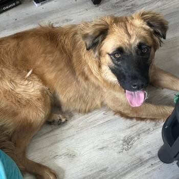 Nashua -  Leonberger and Shepherd Dog for Adoption - Nashua | PetCurious