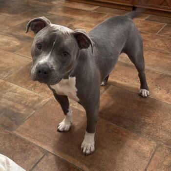 Benji -  Terrier Dog for Adoption in Tampa, Florida - Benji | PetCurious