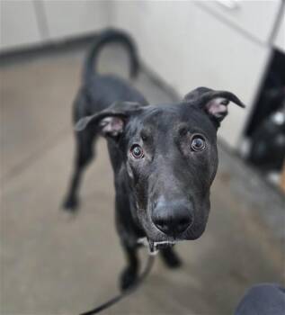 Mixed Breed Dogs Available for Adoption in Dallas, Texas - GOMEZ | PetCurious