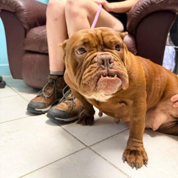 Exotica -  English Bulldog Dog for Adoption in Savannah, Georgia - Exotica | PetCurious