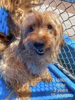 Ramen -  Yorkshire Terrier and Mixed Breed Dog for Adoption in Calgary, Alberta - Ramen | PetCurious