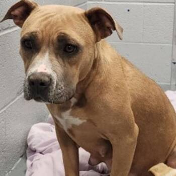 American Staffordshire Terrier Dogs Available for Adoption - Suki | PetCurious