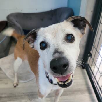 Penny -  Rat Terrier and Jack Russell Terrier Dog for Adoption in Sequim, Washington - Penny | PetCurious
