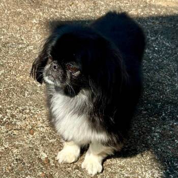 Rescue Pekingese Dogs for Adoption in Hopkinton, Massachusetts - Maggie Moo And Sammy | PetCurious