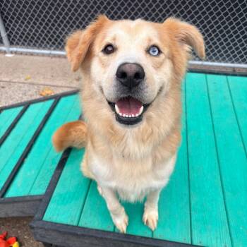 Rescue Mixed Breed Dogs for Adoption in Fredericksburg, Virginia - Cypress | PetCurious