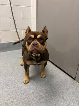 PRINCESA -  Pit Bull Terrier Dog for Adoption in Indianapolis, Indiana - PRINCESA | PetCurious