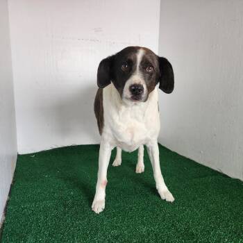 Rescue Mixed Breed Dogs for Adoption in Boaz, Alabama - Toby | PetCurious