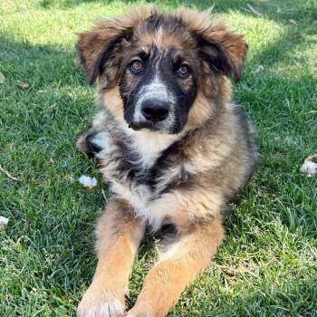 Wilbur -  Australian Shepherd and Alaskan Malamute Dog for Adoption in Boulder, Colorado - Wilbur | PetCurious
