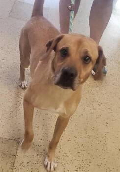 JAKE -  Labrador Retriever and Pit Bull Terrier Dog for Adoption in St. Louis, Missouri - JAKE | PetCurious