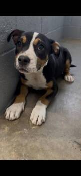 Pretty -  Pit Bull Terrier and Mixed Breed Dog Available for Adoption in Morton Grove, Illinois - Pretty | PetCurious