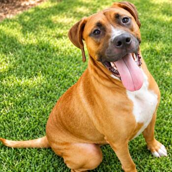 Dylan -  Mixed Breed Dog for Adoption in Hopkinton, Massachusetts - Dylan | PetCurious