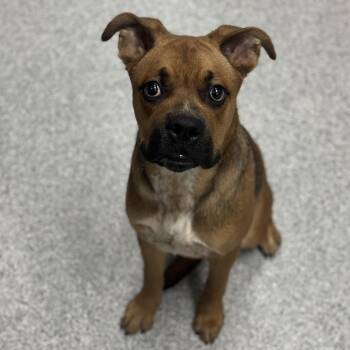 Mason -  American Staffordshire Terrier and Boxer Dog for Adoption in Grand Rapids, Michigan - Mason | PetCurious