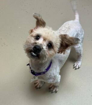 Rocket -  Shih Tzu Dog Available for Adoption - Rocket | PetCurious