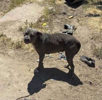 LOLA -  Pit Bull Terrier Dog for Adoption in Stockton, California - LOLA | PetCurious