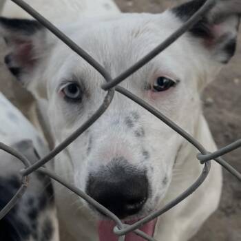 Mixed Breed Dogs Available for Adoption in Paramus, New Jersey - Blue | PetCurious