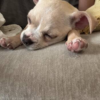 Chihuahua Dogs Available for Adoption - POQUITA | PetCurious