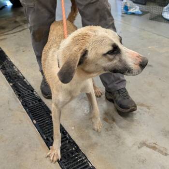 Milan -  Shepherd Dog for Adoption in Morganton, North Carolina - Milan | PetCurious