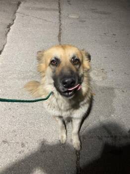 Rescue Mixed Breed Dogs for Adoption in Dallas, Texas - MAYA | PetCurious