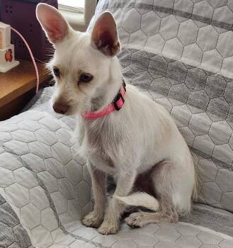 Coco -  Chihuahua Dog for Adoption in Albuquerque, New Mexico - Coco | PetCurious