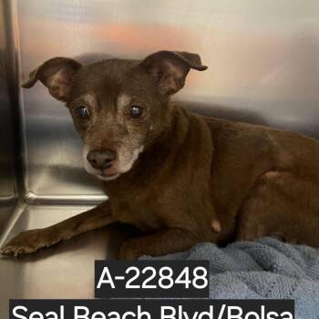 WAGS-Stray-22848 -  Chihuahua Dog for Adoption in Westminster, California - WAGS-Stray-22848 | PetCurious