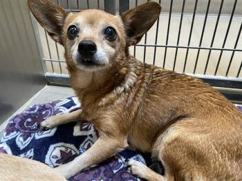 Chihuahua Dogs Available for Adoption in Modesto, California - A609854 | PetCurious