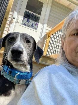 Otto -  Dachshund Dog for Adoption in Syracuse, New York - Otto | PetCurious