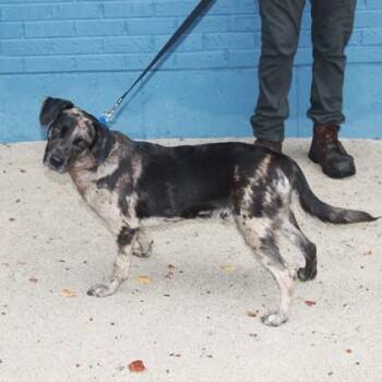 Roo+ -  Mixed Breed Dog for Adoption in Elk Grove Village, Illinois - Roo+ | PetCurious