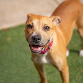 Cinnamon -  Terrier and Mixed Breed Dog for Adoption in Gainesville, Georgia - Cinnamon | PetCurious