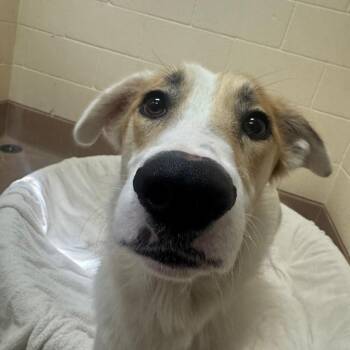 Pearl -  Border Collie Dog for Adoption in Reno, Nevada - Pearl | PetCurious